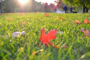 Leaves on Lawn